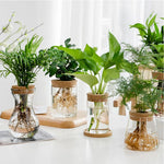 Glass Bottle With Wooden Stopper Micro Landscape Glass Ecological Bottle Round Flower Vase Hydroponic Container