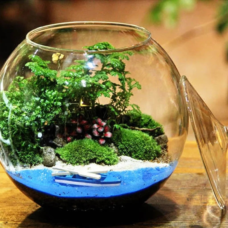 Micro Landscape Moss Bryophyte Ball Shape Glass Vase With Lid Fresh Green Moss Bottle Glass Terrarium Bonsai Desktop Decoration